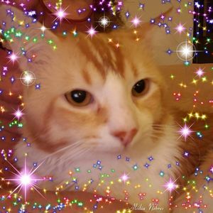 Meet your Posher, Connie